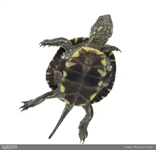 张开四脚的乌龟特写高清摄影图片