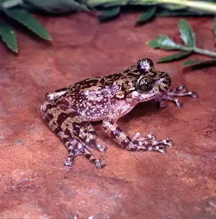 4.南非鬼蛙(ghost frogs of south africa).