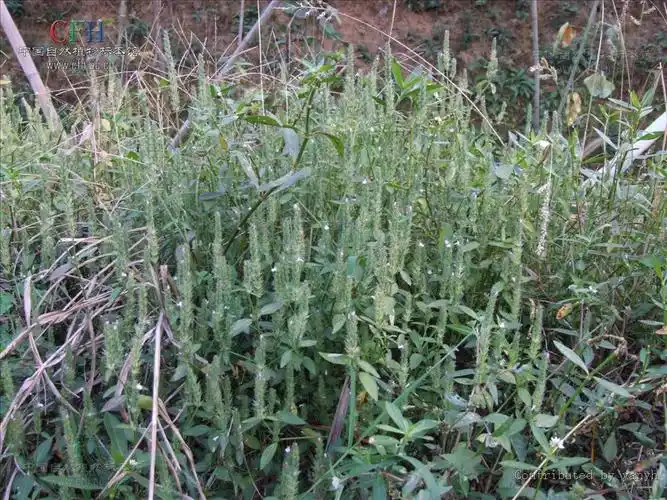 具有消积滞,泻肝火,清湿热之功效.