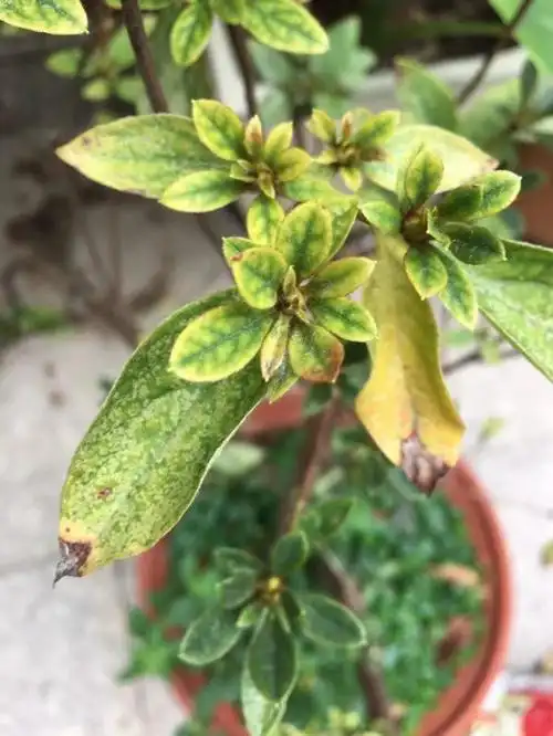 杜鹃花叶子长这样,别大意,这是种病虫害,要赶紧治!