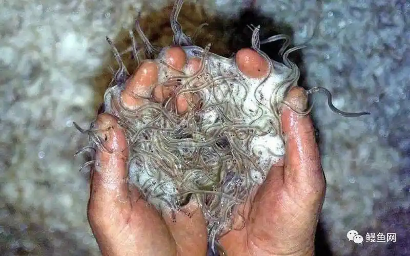 欢迎光临中国鳗鱼网