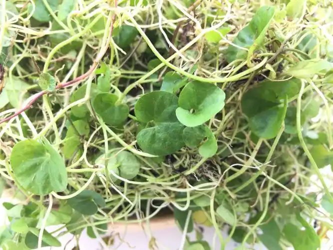 金钱草四川正宗野生小叶金钱草干化结石茶化石草马蹄金250g包邮