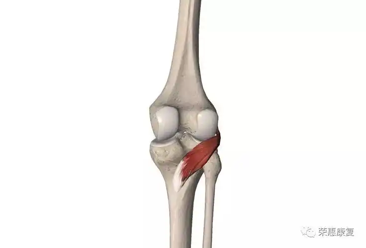 成三角形,通过膎腓韧带与腓骨小头后方相连接,并共同组成膎肌腱复合体