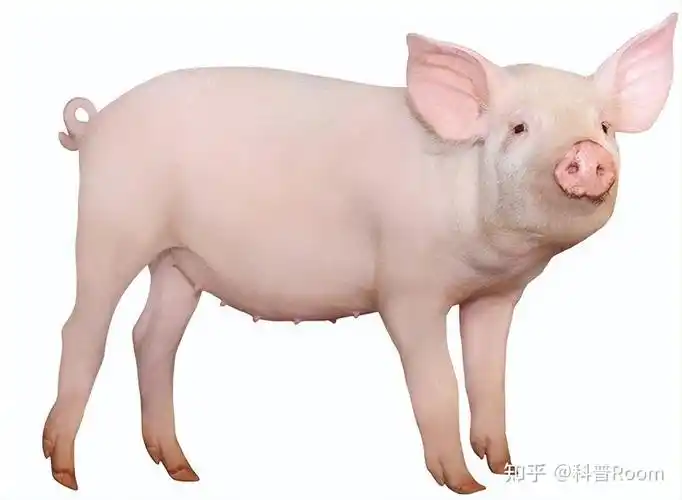 一类就是生活在野外的野猪,还有一类就是被人类家养的猪