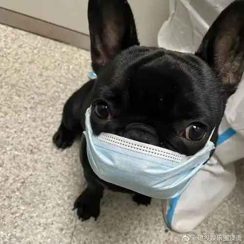 一些莫名其妙感动的点狗狗也要带口罩吖