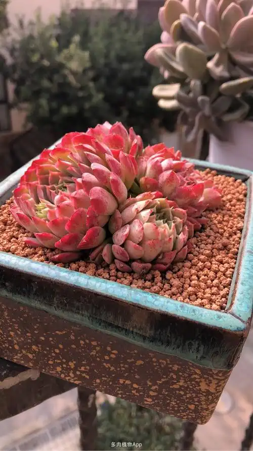 每日一肉——朱砂痣