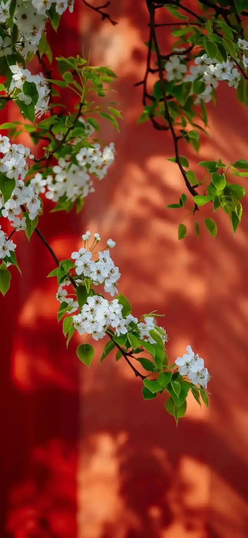 那些惊艳过你的故宫系列壁纸