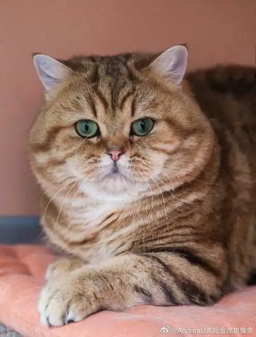 金渐层稀有色金虎斑ny22