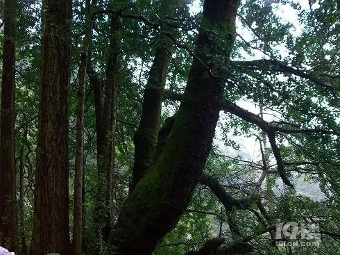 冲天树旅游攻略 一棵高耸入云的树