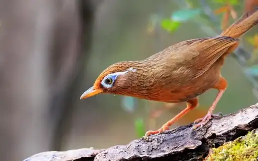 五个细节帮助你分辨画眉鸟的雌雄!