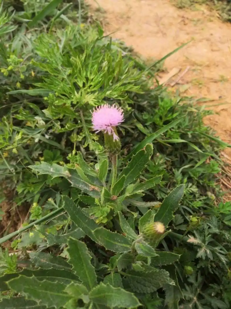 识百花(十)刺儿菜 别称:小蓟,刺狗牙 生长:荒地,耕地,路旁 药用价值