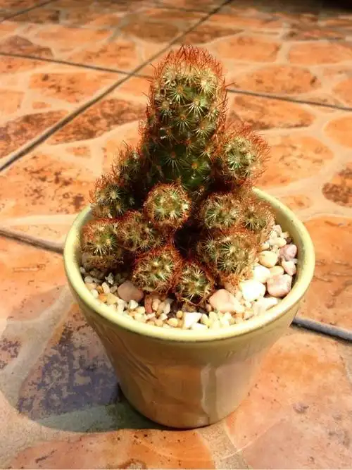 多肉植物图鉴之金手指