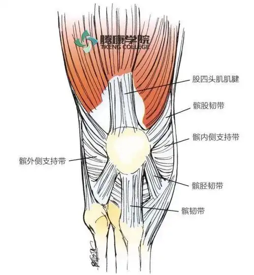 膝关节的解剖及功能_髌骨