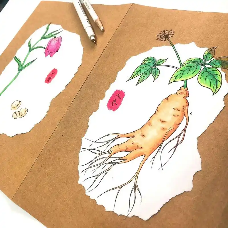 中药材绘画96《本草纲目》《山海经》系列         一钱相思 两两