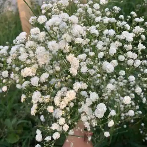 云南满天星小苗盆栽四季开花克伊洛斯星空空白花卉