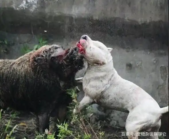 野猪的克星,奋勇直前之 杜高犬