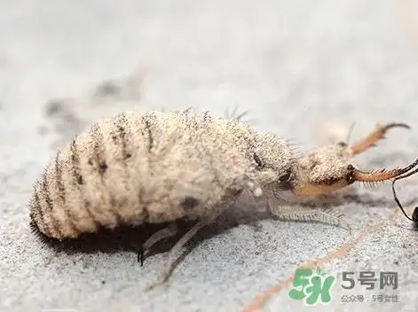 蚁狮的药用价值蚁狮的作用和功效