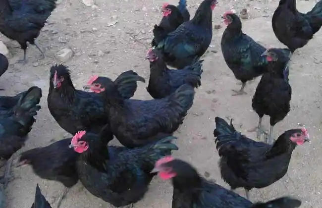 国产散养2年大黑鸡老母鸡)黑脚鸡土鸡笨鸡柴鸡月子鸡走地鸡跑山鸡整鸡