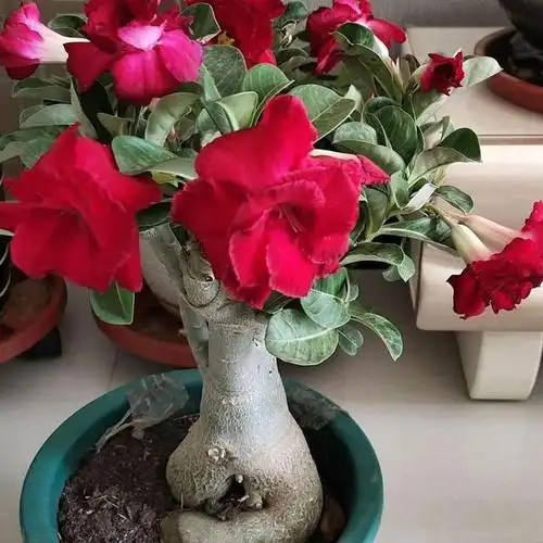 盆栽的沙漠玫瑰,多注意这几个"门道",不怕没花赏