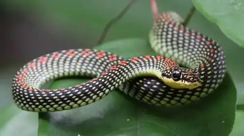 前方高能天空中正飞过一条蛇