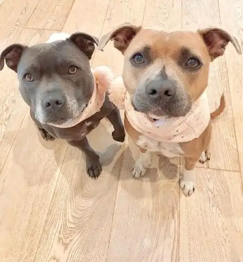 两只斯塔福郡斗牛梗jordie和olive,相亲相爱一家人~_狗狗秀_狗扑网