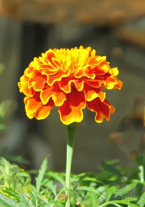 橙色和黄色的花万寿菊