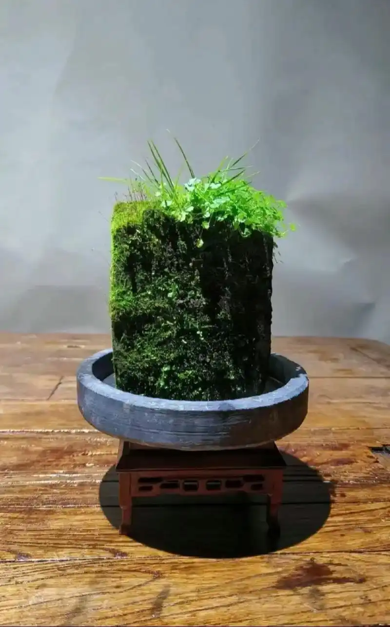 虎须菖蒲老砖头.#植物造景微景观 #记录我的种植生活 #微盆 - 抖音