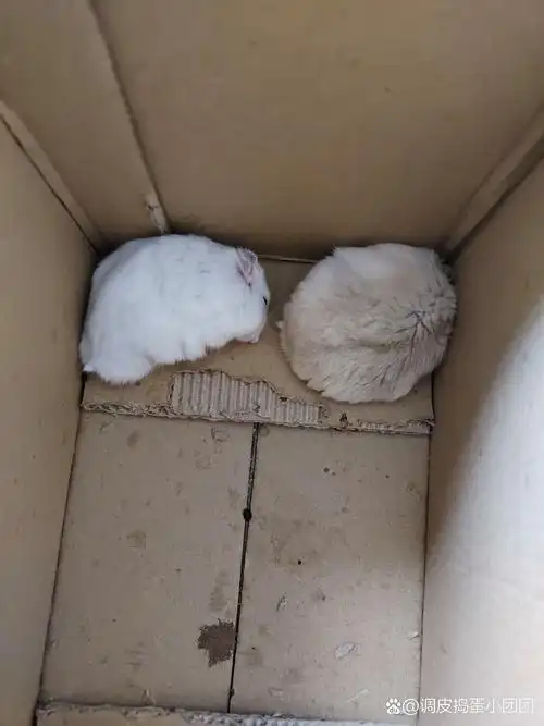 呆萌可爱的小团团吃饭饭了.