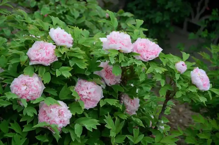 66张精选图片,4段小视频,全方位记录国色天香的牡丹花