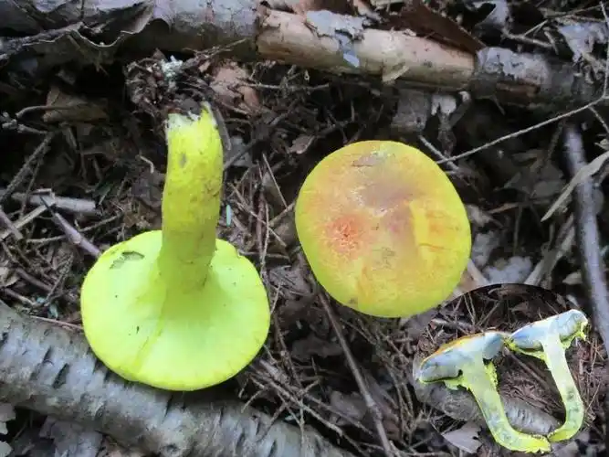 黄粉末牛肝菌受伤后菌肉会变蓝(图片来源/wiki)绒白乳菇受损后会分泌