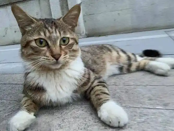 狸花猫:堪称最好养的猫,如果可以,你会选择养狸花猫吗?