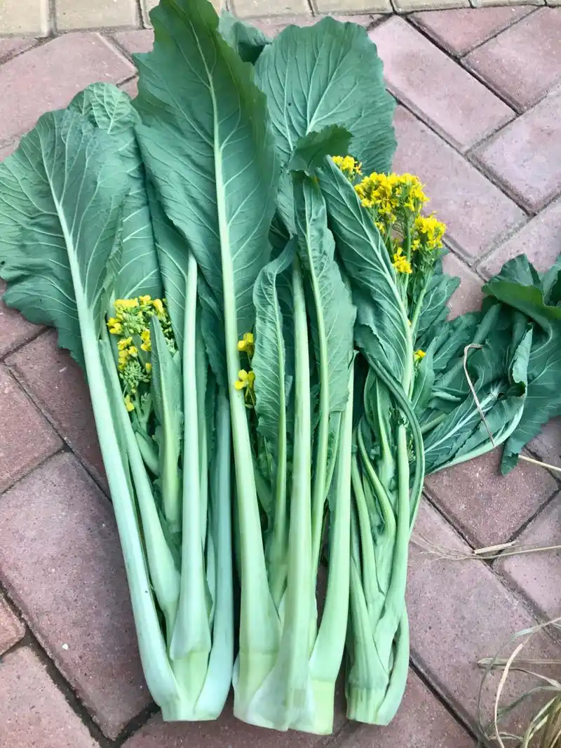 增城迟菜心 好吃好好吃