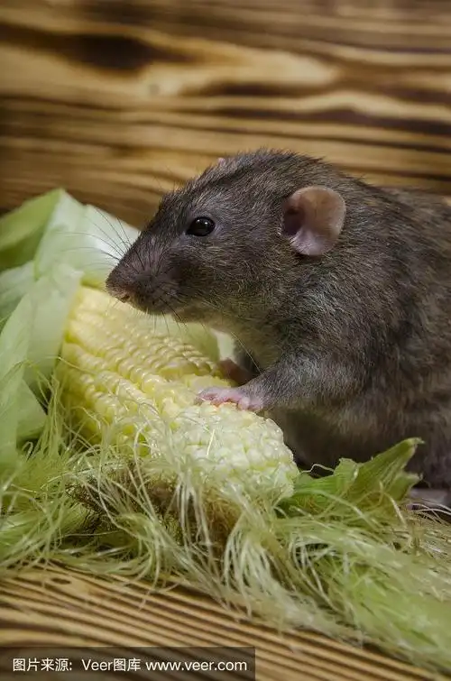 老鼠吃玉米.