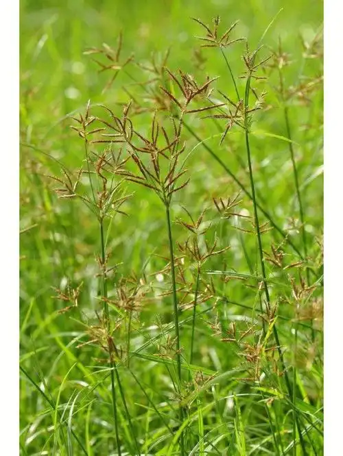 每日认识一味中药香附