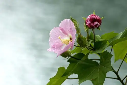 原图欣赏-太平洋摄影部落