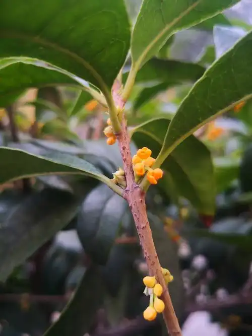 金秋十月桂花香