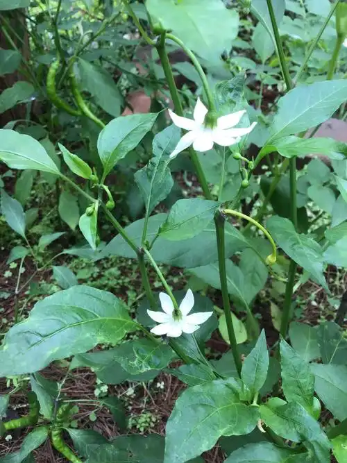 外婆家院子里种了几棵辣椒,辣椒开花了像个小喇叭一样白白的有6片花瓣