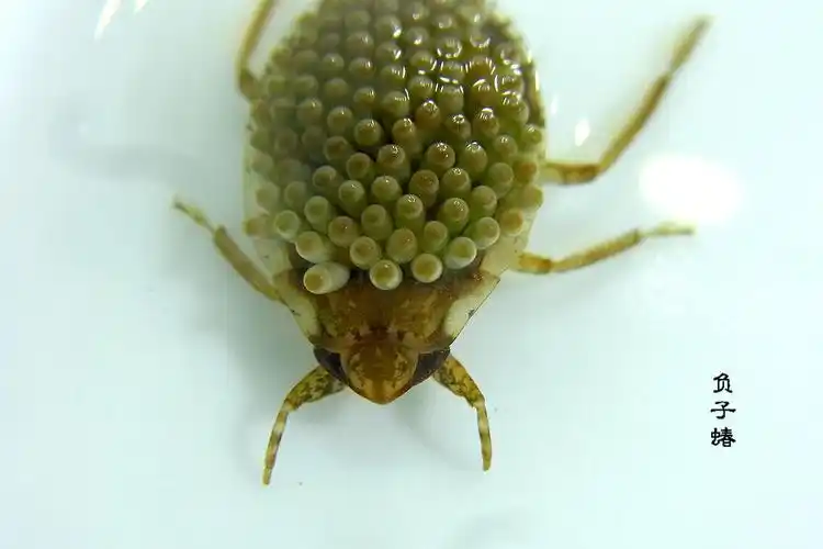 水生昆虫—负子蝽