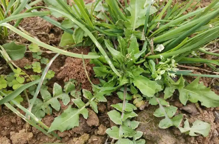 开春挖荠菜,送你荠菜大图片,教你快速识别实荠菜!-宏艺知识网