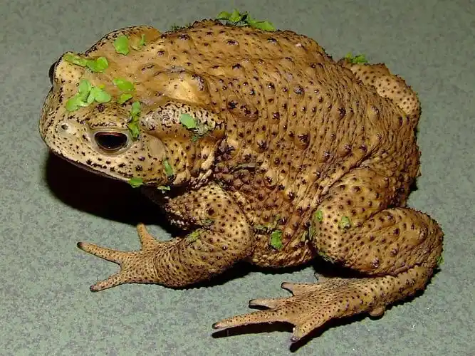 蟾蜍蟾蜍是无尾目,蟾蜍科动物的总称,属蟾蜍科的两栖动物.