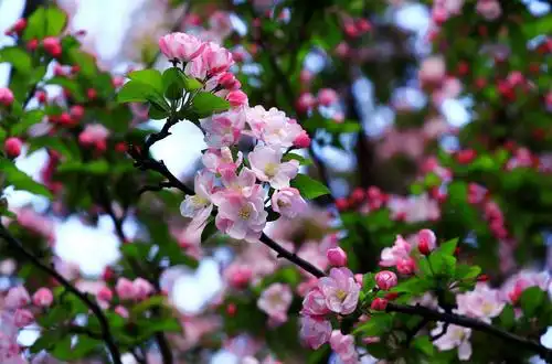 海棠花为春天带来生机,使春天五彩缤纷,我爱那美丽的海棠花. - 美篇