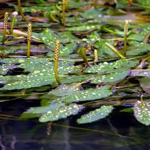 批发水生植物眼子菜 沉水植物 微齿眼子菜 马来眼子菜