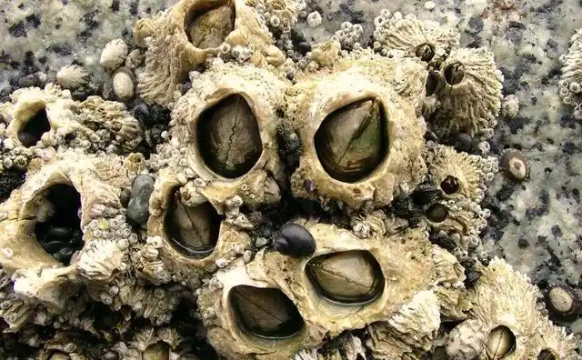 鲸鱼的藤壶之殇,为啥藤壶能寄生在鲸身上,却无法寄生在鲨鱼身上