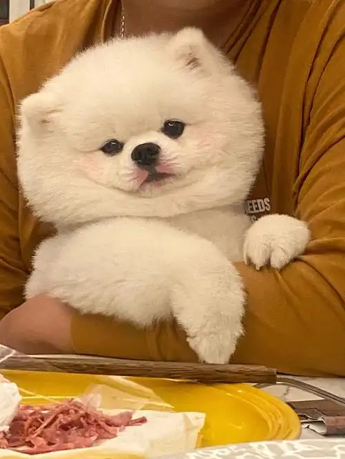 博美和雪拉瑞在身上的区别