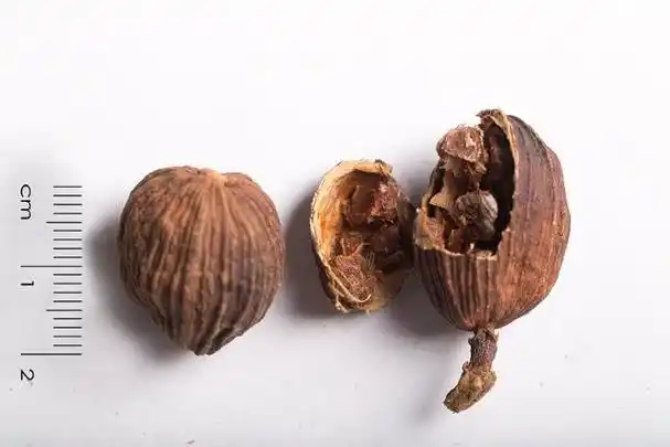 草果,一颗小小的果实蕴含意想不到的功效!