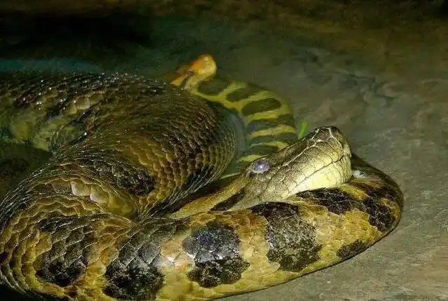 1965年黄河巨蛇事件 黄河巨蛇事件真相揭秘