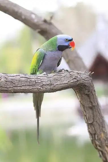 小绯胸鹦鹉