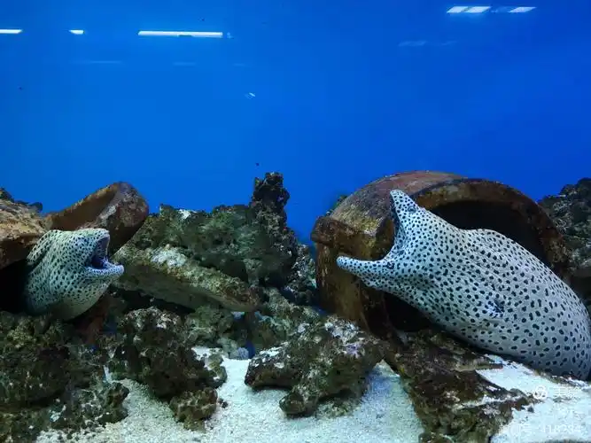 湛江珊瑚主题2019.9.