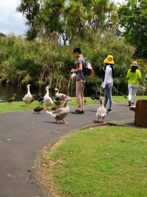 湖边喂鹅