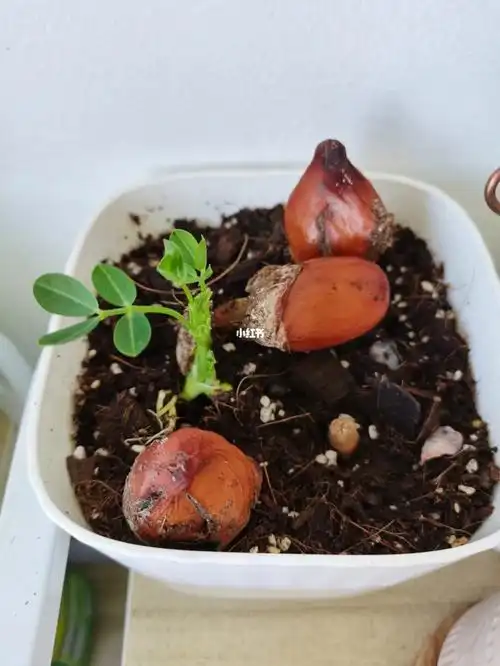 榴莲的芽芽在哪里呀